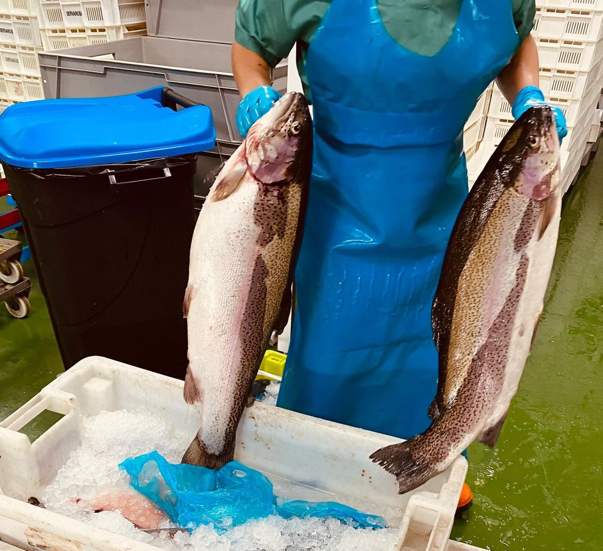 Trucha asalmonada de gran tamaño