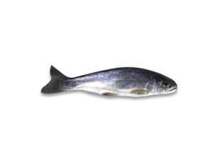 Truchita de ración fresca entera 60-80g