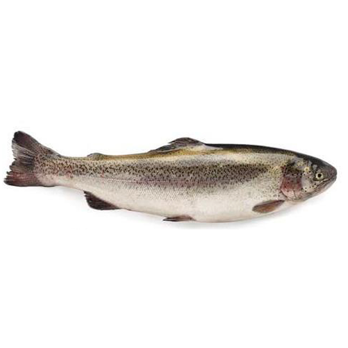 Trucha asalmonada entera, ejemplar de 1 a 5 kg