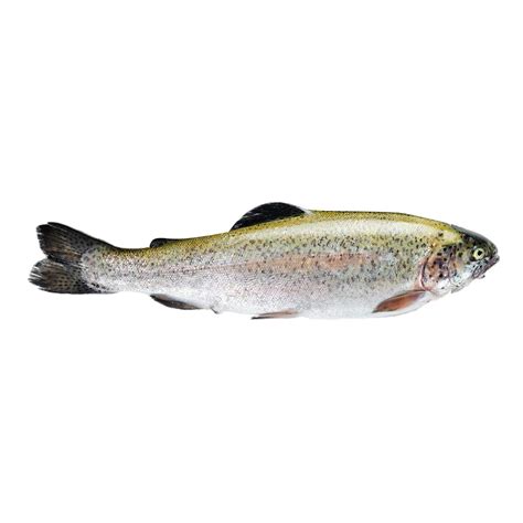 Trucha arcoíris fresca