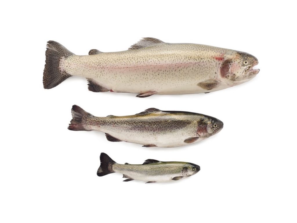 Tres tamaños de trucha de Bedón